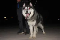 Husky sibérien mal 