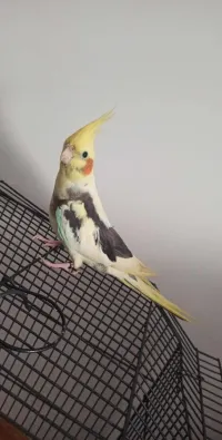 Femelle Calopsitte+Grande cage
