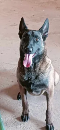 Chienne malinoise 