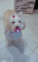 chien-bichon-birkhadem-alger-algerie