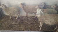 حيوانات-المزرعة-mouton-تيسمسيلت-الجزائر