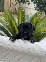 chien-cane-corso-rouiba-alger-algerie