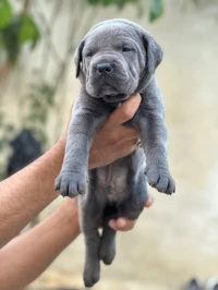 Cane corso 