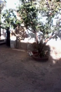 Vente Appartement F9 Oran Gdyel