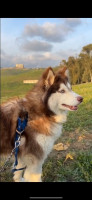 chien-husky-alger-centre-algerie