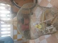 Calopsitte mâle 