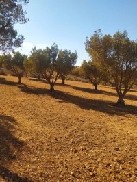 terrain-agricole-vente-mascara-zahana-algerie