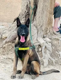  malinois