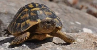 Tortue tortues Fakroun سلحفاة فكرون سلاحف