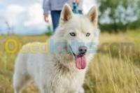 autre-husky-blanc-bon-prix-draria-alger-algerie