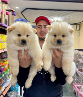 chien-chow-cheraga-alger-algerie