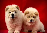 Chow-Chow