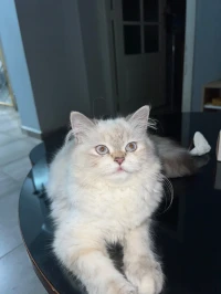 Femelle persan 