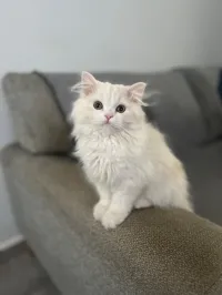 Chats persans 