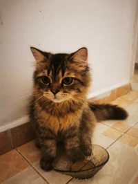 Chat persan chenchila