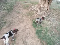 Chiens de chasse 