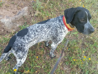 chien-de-chasse-cheminidaira-bejaia-algerie