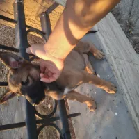 Chiots Malinois à vendre Avec carnet de santé