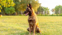 chien-berger-allemand-malinois-rottweiler-toute-type-de-bordj-el-kiffan-alger-algerie