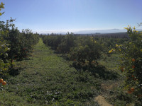 terrain-agricole-vente-tlemcen-hennaya-algerie