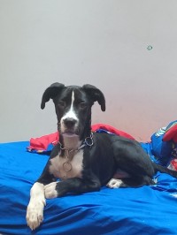Cancorso mix dog argentin