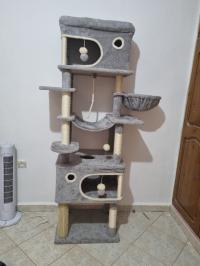 آخر-arbre-a-chat-وهران-الجزائر
