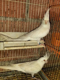 Calopsitte