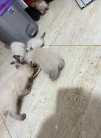 Chats siamois 
