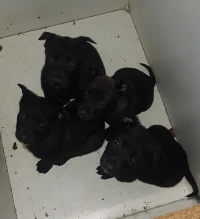 les chiots malinois bleu mexicain à vendre top top