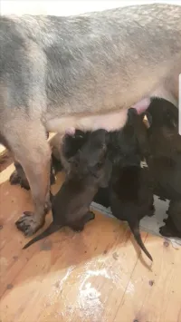 une femelle malinois charbonnier top à vendre pour l'élevage top de top