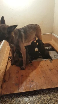 une femelle malinois charbonner top de top pour l'élevage à vendre