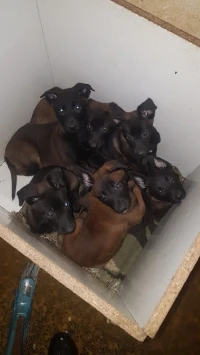 chiot malinois top des tops à vendre âge 57 jours