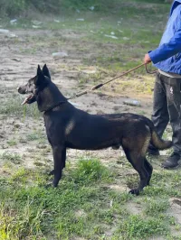 mâle malinois bleu mexicain à vendre top de top