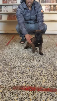 un couple malinois charbonné à vendre top du top
