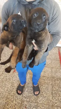 couple malinois charbonnier top de top à vendre âge 46 jours