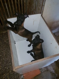 3 malinois à vendre top de top une charbonner deux femelles malinois bleu mexicain
