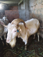 animaux-de-ferme-bouc-sanaan-feraoun-bejaia-algerie