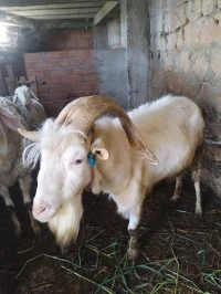 Bouc sanaan 