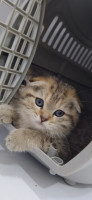 chat-chatons-british-scottish-fold-alger-centre-algerie