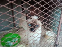 un chat siamois