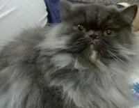 Femelle persan