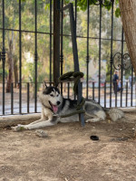 chien-husky-male-baraki-alger-algerie