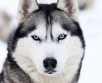 كلب-husky-تلمسان-الجزائر