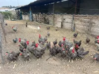 Poule de ferme