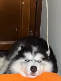 Husky malamute 