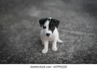 Jack Russell chiots 