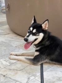 Husky pure race chien loup 