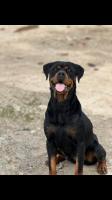 chien-chiots-rottweiler-ouled-chebel-alger-algerie