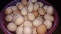 بيض عربي عنابة 