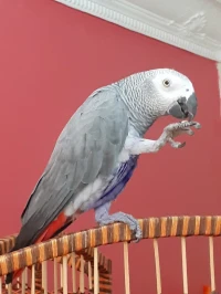 Perroquet Gris de Gabon ببغاء رمادي افريقي غابوني